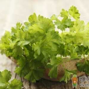 多食香菜治疗感冒祛除寒气 香菜不能和什么一起吃