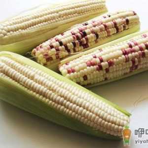 糯玉米的简介 糯玉米的功效