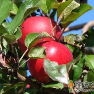 苹果的营养价值、功效与作用、食用禁忌