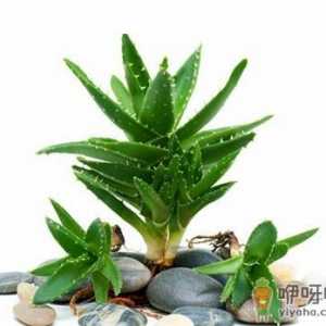 芦荟都可以吃吗？吃芦荟的注意事项