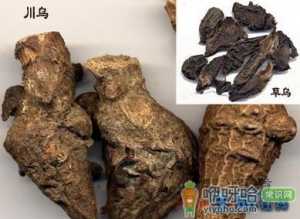 乌头的功效与作用-乌头的药用价值