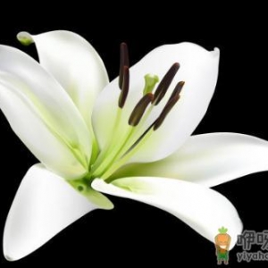 常吃百合有哪些好处