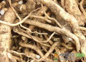 板蓝根可以预防流感吗？板蓝根的功效与作用