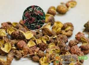 花椒的药用价值-花椒能治疗哪些病