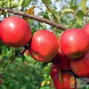 营养饮食大揭秘：吃苹果居然会伤牙！