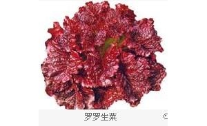吃生菜有什么功效？生菜的食疗作用