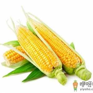 水果玉米的营养价值-水果玉米的种植技术