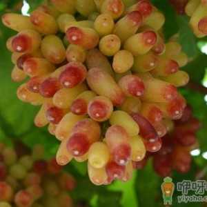 提子的营养价值-提子和葡萄的区别