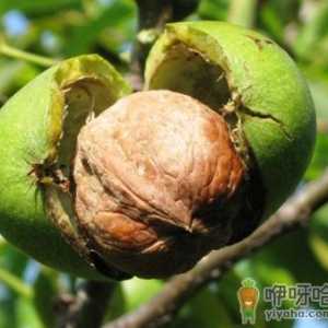 吃核桃有什么好处？核桃的营养价值、功效与作用