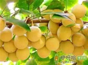 吃白果的禁忌 白果的副作用