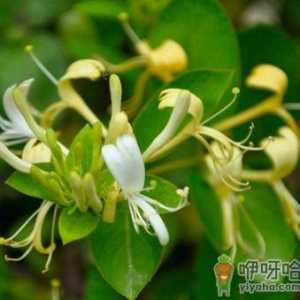 吃金银花有什么好处？金银花的功效与作用