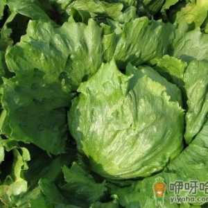 吃生菜有什么好处？生菜的营养价值及功效与作用