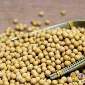 吃黄豆有什么好处？吃黄豆让你更聪明！