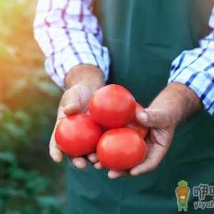 西红柿为抗氧化抗癌的圣品 生吃熟吃功效大可不同