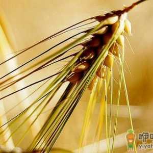 青稞的简介 青稞的功效