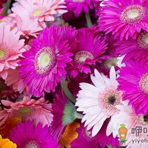 不同品种的菊花有不同的功效