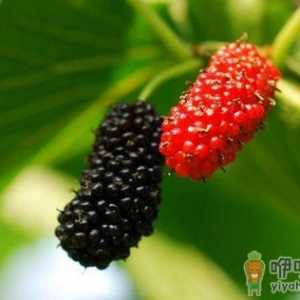 吃桑椹的好处 桑椹的吃法