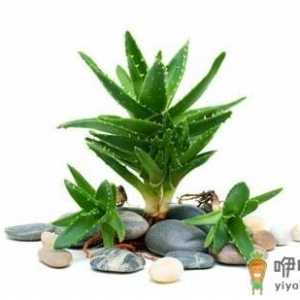 吃菠萝有助促进消化？这些误区别再信啦！