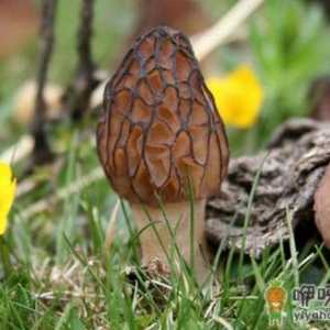 食用羊肚菌会有哪些好处？