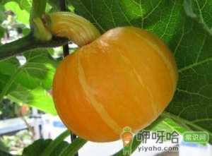吃南瓜有什么好处？南瓜的营养价值