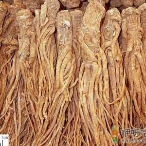 当归的功效与作用-当归的药用价值