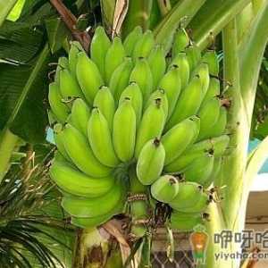 吃芭蕉有什么好处？芭蕉的功效与作用