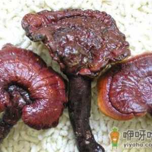 什么人不能吃灵芝？灵芝不能和什么同吃