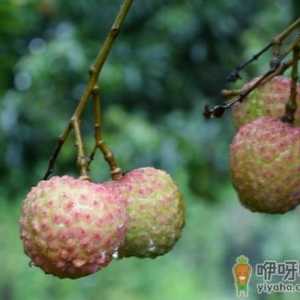 荔枝的营养价值-荔枝吃多了会怎么样？
