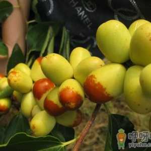梨枣的功效与作用-食用梨枣的注意事项
