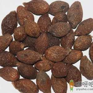 胖大海的功效与作用-胖大海有什么副作用吗
