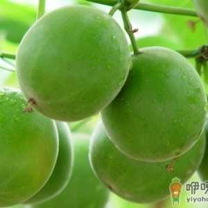 清肺英雄神仙果 润肺止咳全靠它