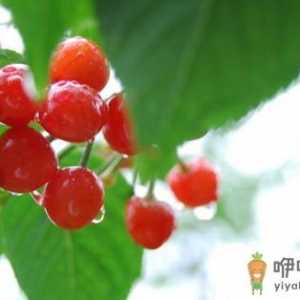 樱桃是车厘子吗？吃樱桃的好处