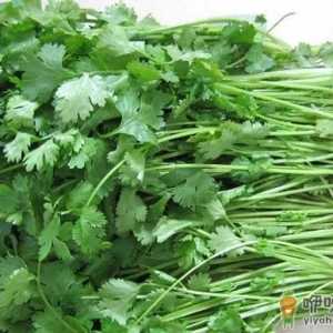 香菜的营养价值-香菜的功效与作用