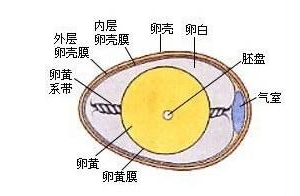 每100克鸡蛋的营养成分