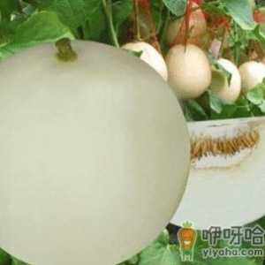 吃香瓜有什么好处？香瓜的营养及功效与作用