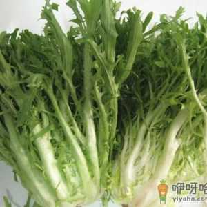 苦菊的营养价值-苦菊有什么功效
