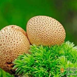 马勃菌的功效与作用-马勃菌的种植技术