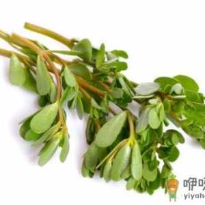 马齿笕野菜的做法 马齿苋煮水喝的作用