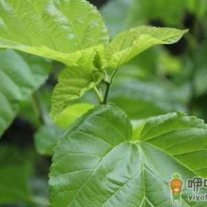 桑叶的作用与功效 桑叶泡茶喝的养生功效