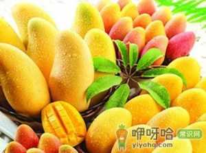 芒果的功效与作用-芒果的营养价值