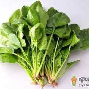 菠菜根的营养价值不可小觑
