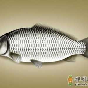 鲫鱼的营养价值及功效-鲫鱼的的适宜人群