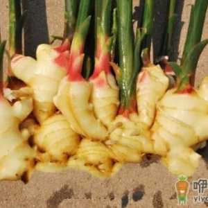 生姜的功效 生姜的食用价值