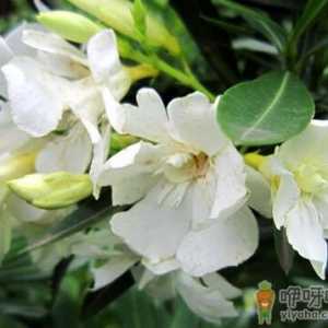 栀子花的食疗价值-栀子花的功效与吃法