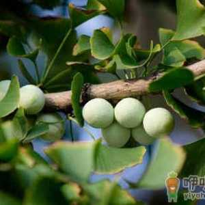 白果与哪些东西相克