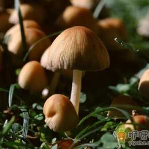蘑菇味增汤的功效-健康身体从肠道开始
