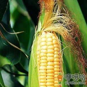 玉米须的功效与作用-玉米须的药用价值