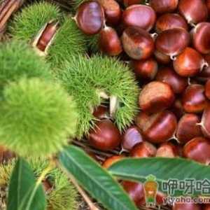 板栗的营养价值-吃板栗有什么好处