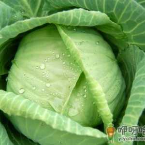 卷心菜的营养价值-卷心菜的功效与作用