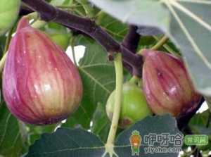 吃无花果有什么好处？无花果的功效与作用